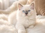 Blaze Blue Point Mitted Ragdoll - Ragdoll Kitten For Sale - Laurel&comma; MD&comma; US