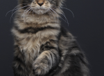 Sammy - Maine Coon Kitten For Sale - NY&comma; US