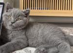 BSH little boy - British Shorthair Kitten For Sale - Phila&comma; PA&comma; US