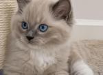 Blue Mitted Cherubim Ragdoll Kitten - Ragdoll Kitten For Sale - 