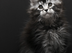 Kamari - Maine Coon Kitten For Sale - NY&comma; US