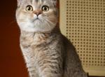 Esmeralda - Scottish Straight Kitten For Sale - North Richland Hills&comma; TX&comma; US
