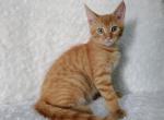 maine coon mix kitten - Maine Coon Kitten For Sale - 