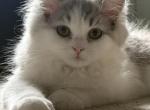 Leo - Persian Kitten For Sale - 