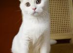 Blondie - Scottish Fold Kitten For Sale - North Richland Hills&comma; TX&comma; US
