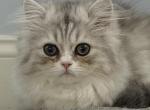 Zee - Persian Kitten For Sale - 