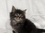 Maine coon baby - Maine Coon Kitten For Sale - Chicopee&comma; MA&comma; US