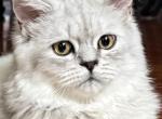 Zoke - Persian Kitten For Sale - Philadelphia&comma; PA&comma; US