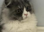 Baw - Persian Kitten For Sale - 