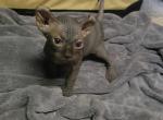 Bella - Sphynx Kitten For Sale - Moline&comma; IL&comma; US