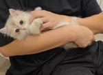 Aron - British Shorthair Kitten For Sale - 