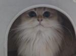 Daniella - British Shorthair Cat For Sale - Chino&comma; CA&comma; US