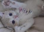 kiki - British Shorthair Kitten For Sale - Chino&comma; CA&comma; US