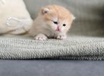 Golden British Shorthair girl - British Shorthair Kitten For Sale - City Of Spokane Valley&comma; WA&comma; US
