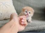 Golden British Shorthair girl - British Shorthair Kitten For Sale - City Of Spokane Valley&comma; WA&comma; US