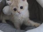 Kate - British Shorthair Kitten For Sale - Chino&comma; CA&comma; US