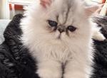 Persian Male & Female Available - Persian Kitten For Sale - 