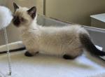 Litter D12 - Munchkin Kitten For Sale - 