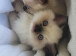 Killy - Ragdoll Kitten For Sale - San Jose&comma; CA&comma; US