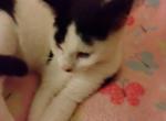 Sugar - Domestic Kitten For Sale - Lancaster&comma; PA&comma; US