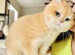 Humba - British Shorthair Cat For Adoption - Lakeland&comma; FL&comma; US