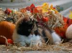 Spindalis - Exotic Kitten For Sale - Bonita Springs&comma; FL&comma; US