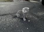 Kitty - Scottish Fold Kitten For Sale - 