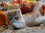 Courser - Exotic Kitten For Sale - Bonita Springs&comma; FL&comma; US