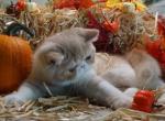 Courser - Exotic Kitten For Sale - 