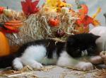 Magpie - Exotic Kitten For Sale - Bonita Springs&comma; FL&comma; US