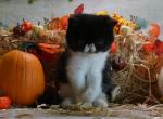 Magpie - Exotic Kitten For Sale - 