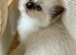 Lavender Collar - Ragdoll Kitten For Sale - 