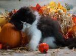Puffin - Exotic Kitten For Sale - 