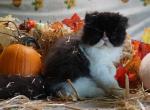 Puffin - Exotic Kitten For Sale - Bonita Springs&comma; FL&comma; US