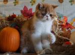 Barnabas - Exotic Kitten For Sale - Bonita Springs&comma; FL&comma; US