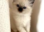 Pink Collar - Ragdoll Kitten For Sale - Escondido&comma; CA&comma; US