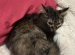 Miso - Maine Coon Kitten For Sale - Antioch&comma; IL&comma; US