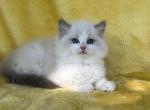 Barron Male Ragdoll - Ragdoll Kitten For Sale - Sugar Valley&comma; GA&comma; US
