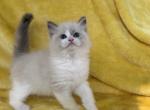 Brewer - Ragdoll Kitten For Sale - 
