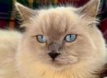 Asher - Ragdoll Kitten For Sale - Williamsport&comma; OH&comma; US