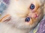 Adalines litter - Ragdoll Kitten For Sale - Williamsport&comma; OH&comma; US