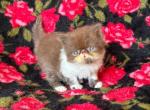 Chocolate and White Donte - Persian Kitten For Sale - 