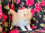 Dalton - Persian Kitten For Sale - 