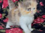Chocolate calico Dolly - Persian Kitten For Sale - 