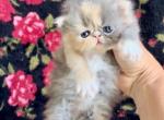 Dilute Calico Essa - Persian Kitten For Sale - Delta&comma; PA&comma; US