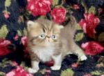 Chocolate tabby and white Evie - Persian Kitten For Sale - Delta&comma; PA&comma; US