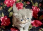 Edith - Persian Kitten For Sale - Delta&comma; PA&comma; US