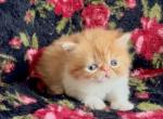 Emeril - Persian Kitten For Sale - Delta&comma; PA&comma; US