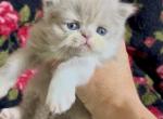 LILAC BOY ELVIS - Persian Kitten For Sale - Delta&comma; PA&comma; US