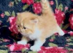 Eddie - Persian Kitten For Sale - Delta&comma; PA&comma; US